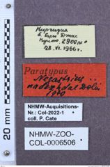 Etikette zu Negastrius nadezhdae (Dolin, 1971) (NHMW-ZOO-COL-0006506)